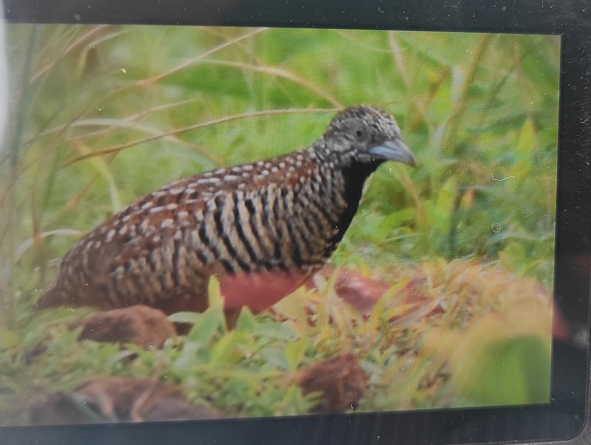 Barred Buttonquail - ML638827741