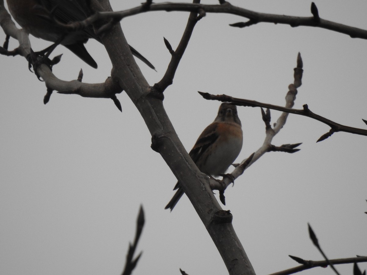 Brambling - ML638827742
