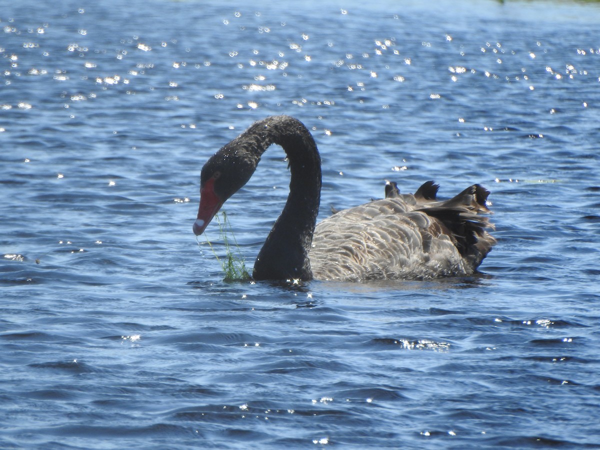 Black Swan - ML638827745