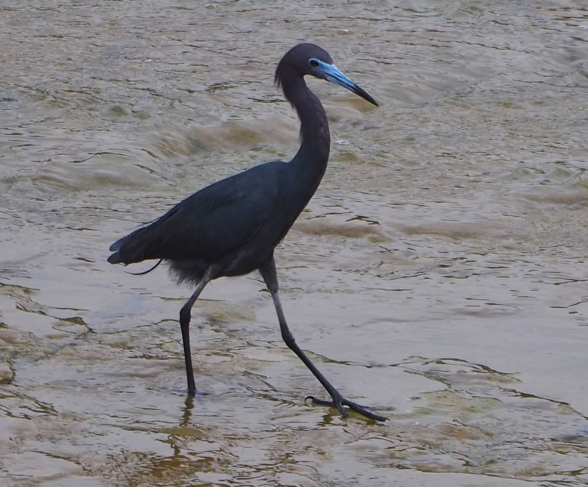 Little Blue Heron - ML638827746