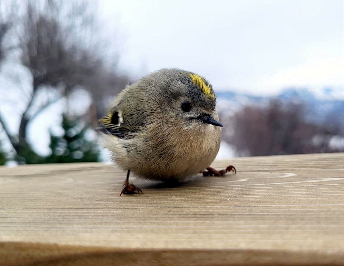 Goldcrest - ML638827747
