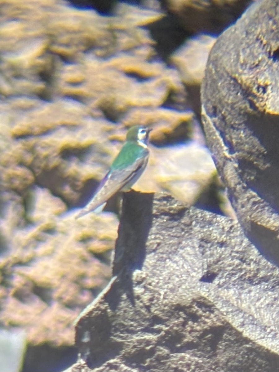 Violet-green Swallow - ML638827750