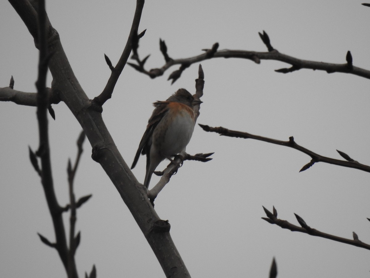 Brambling - ML638827751