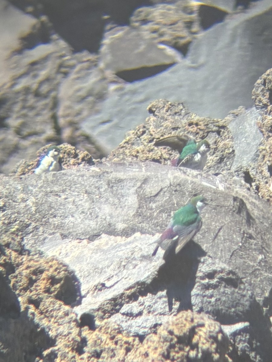 Violet-green Swallow - ML638827752