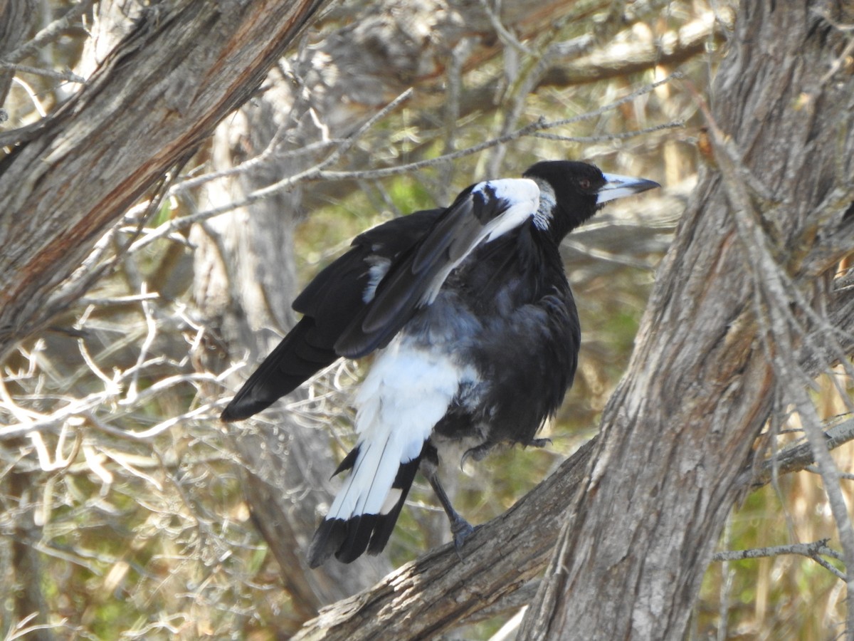 Australian Magpie - ML638827759