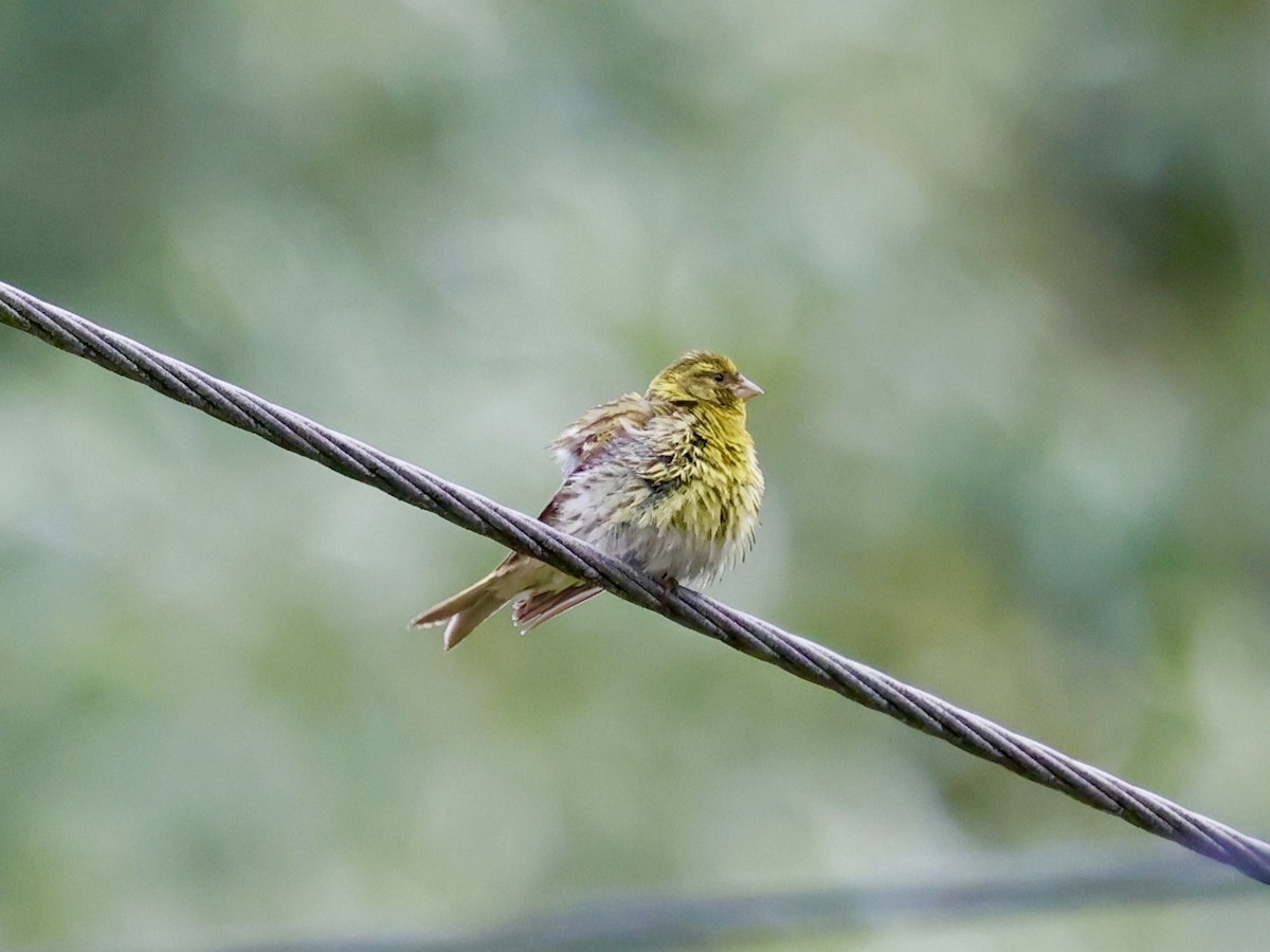 European Serin - ML638827762