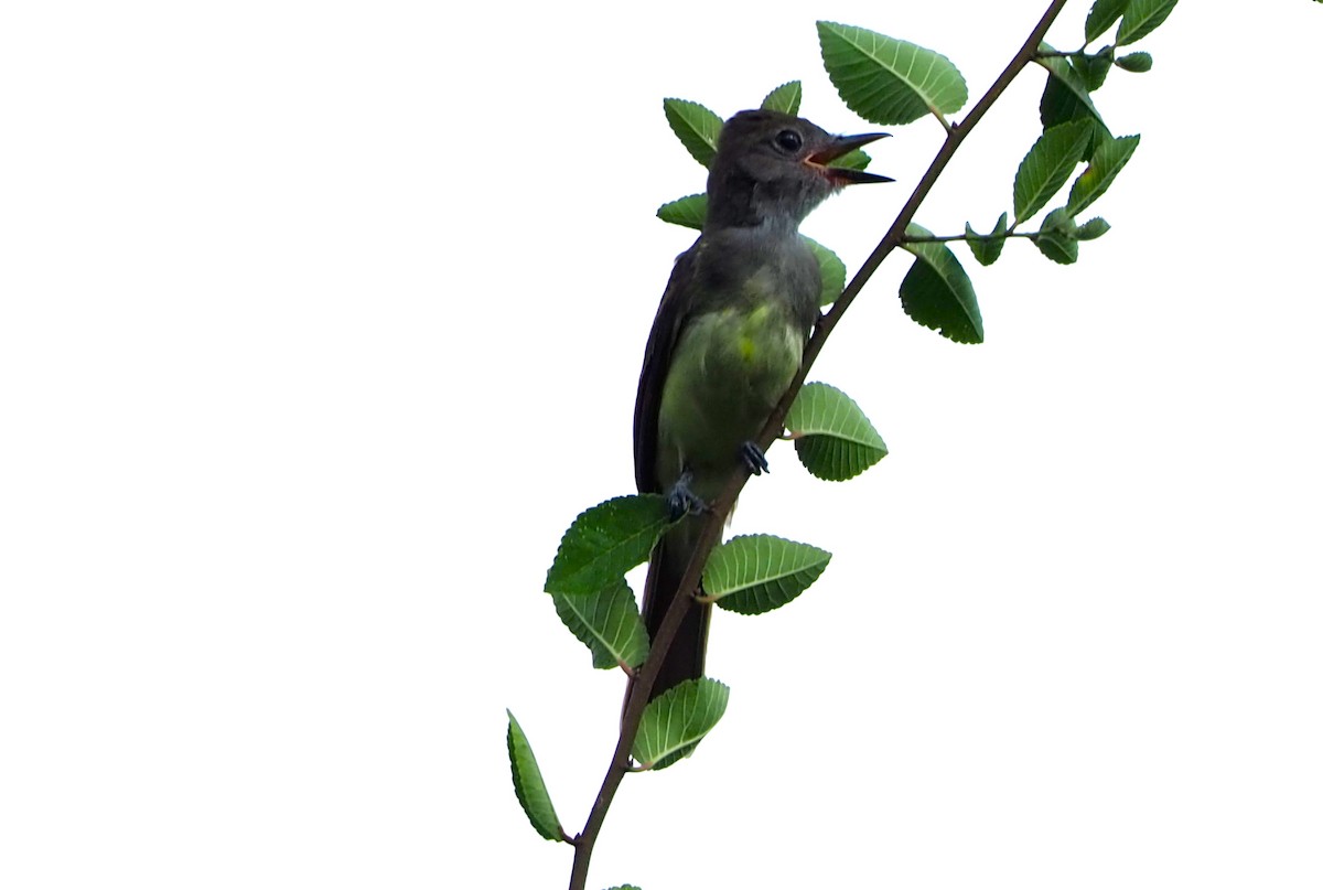 Great Crested Flycatcher - ML638827763