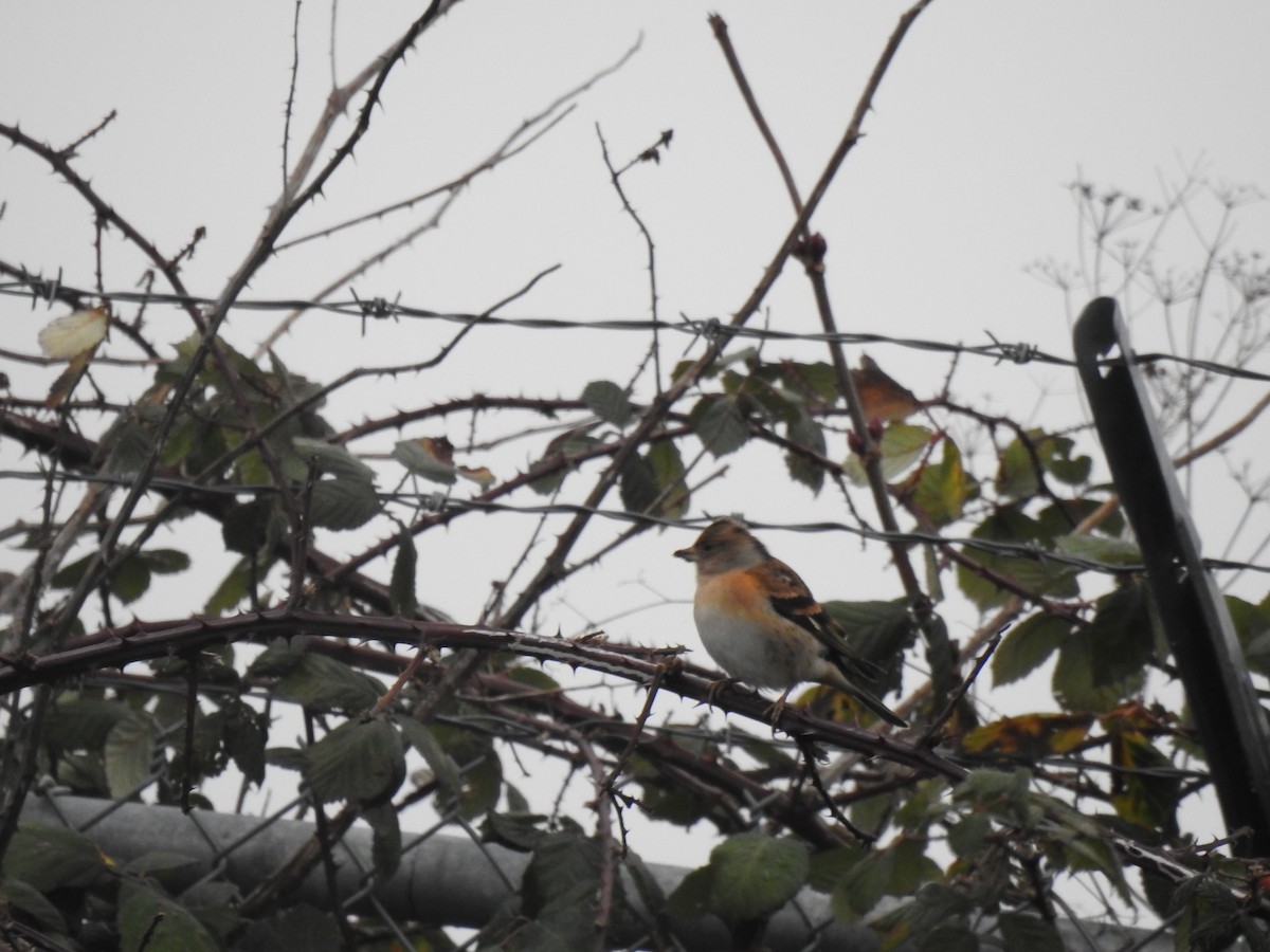 Brambling - ML638827765