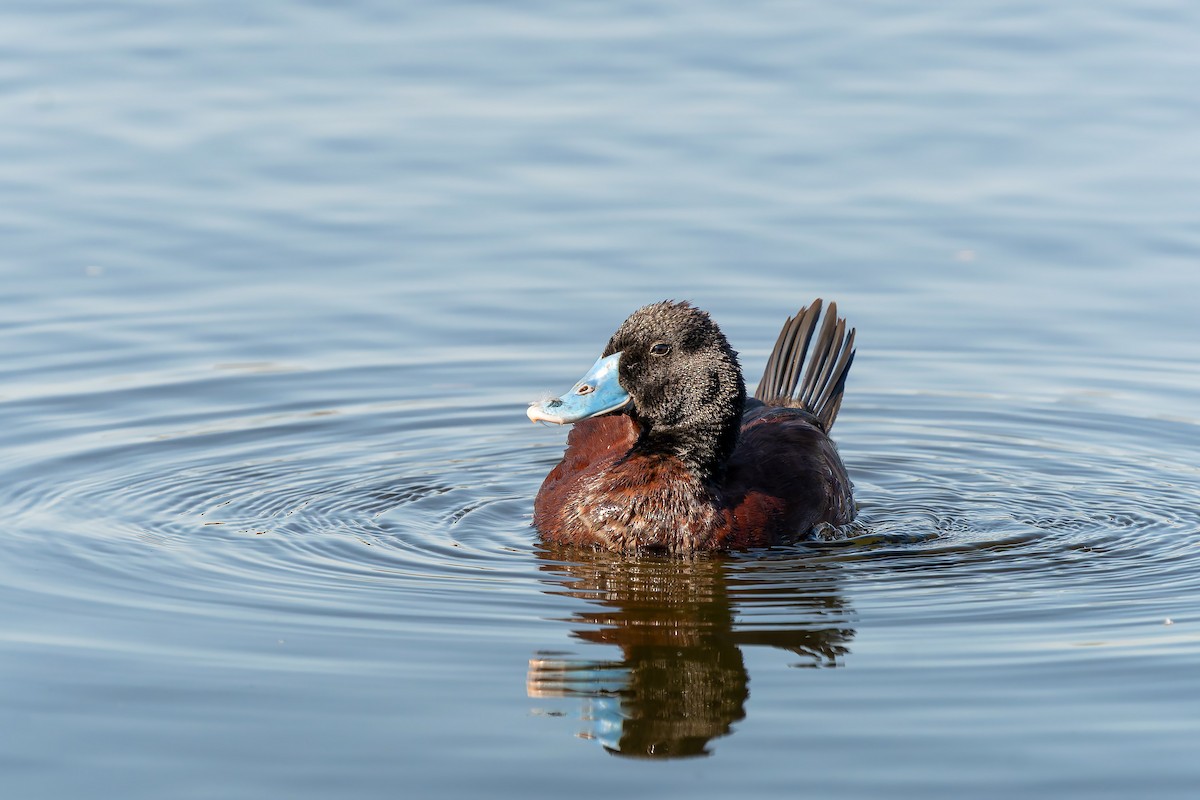 Blue-billed Duck - ML638827770