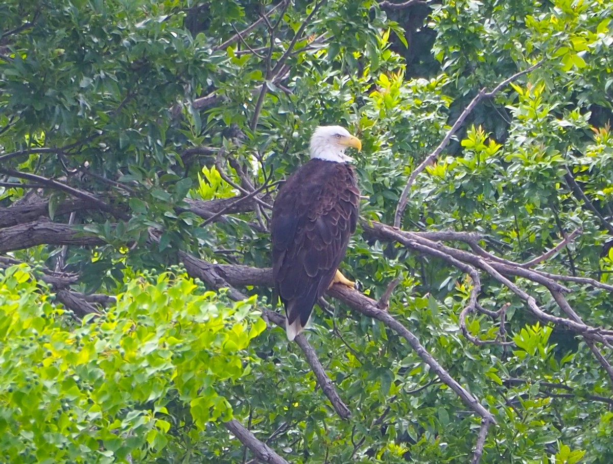 Bald Eagle - ML638827784