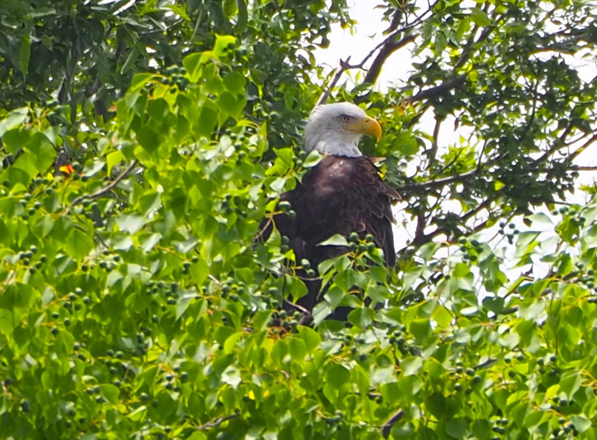 Bald Eagle - ML638827785