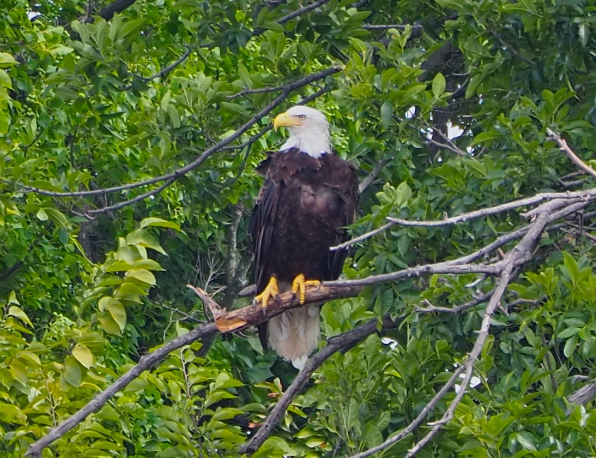 Bald Eagle - ML638827786