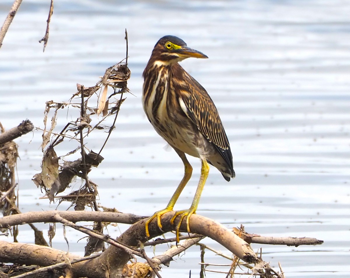 Green Heron - ML638827788