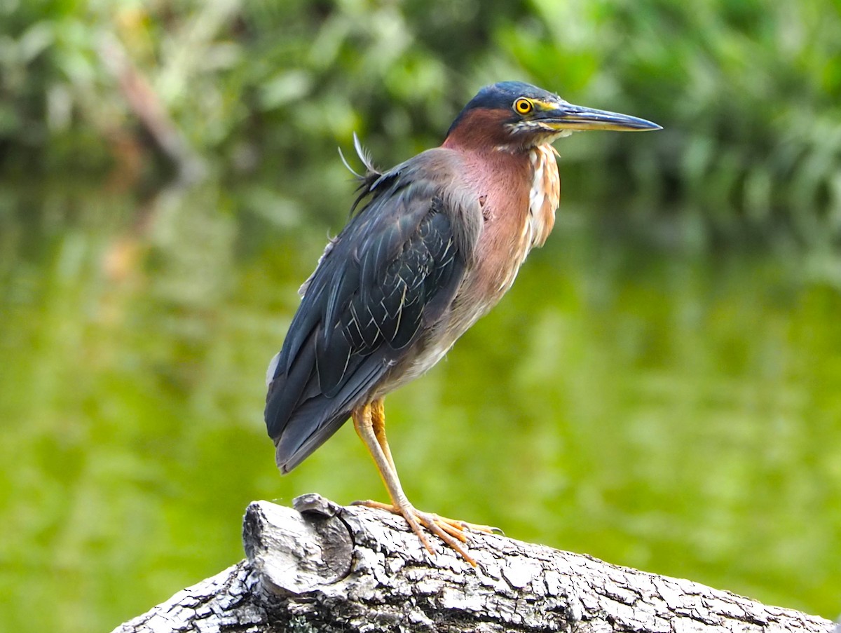Green Heron - ML638827789