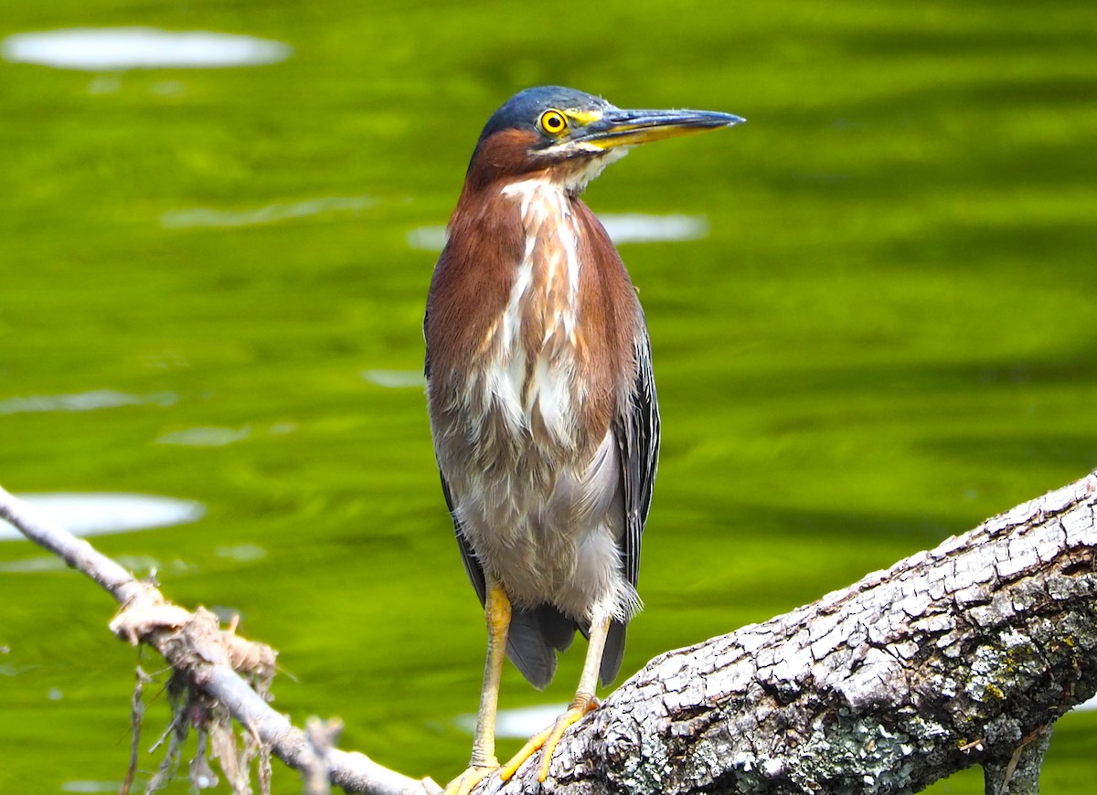 Green Heron - ML638827790