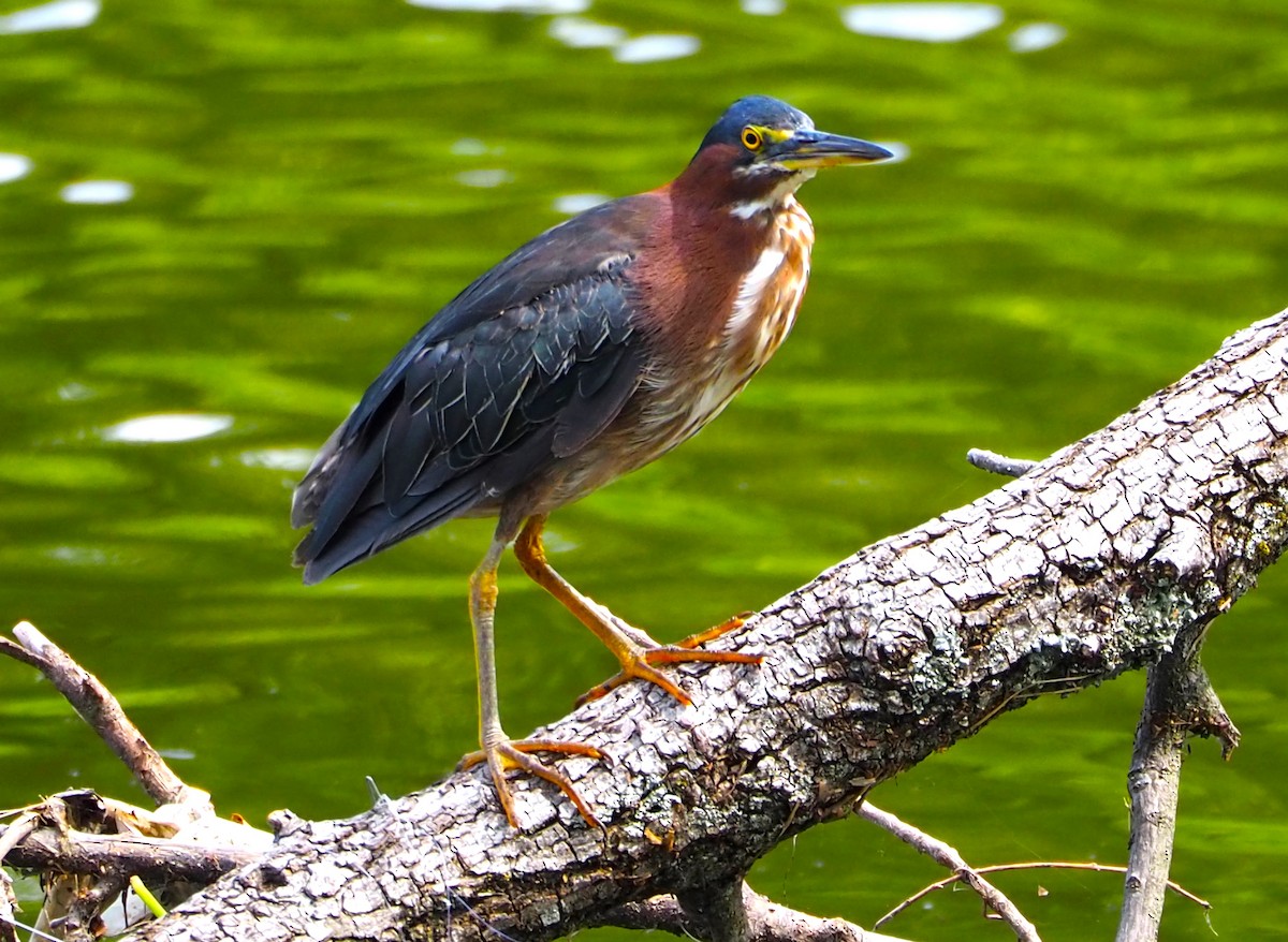 Green Heron - ML638827791