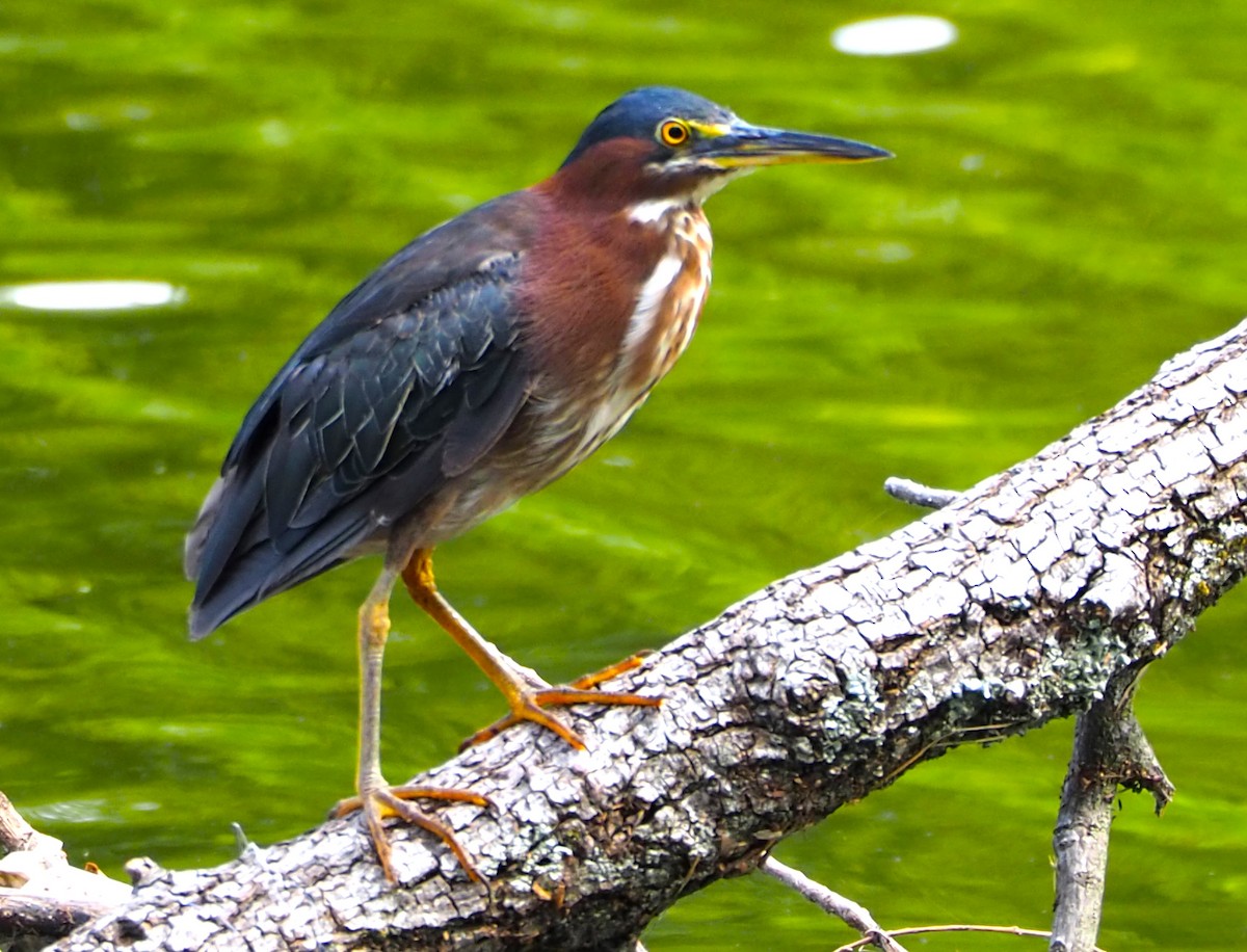 Green Heron - ML638827792