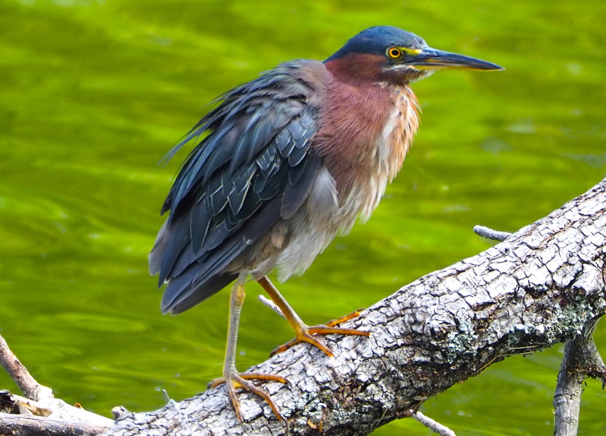 Green Heron - ML638827793
