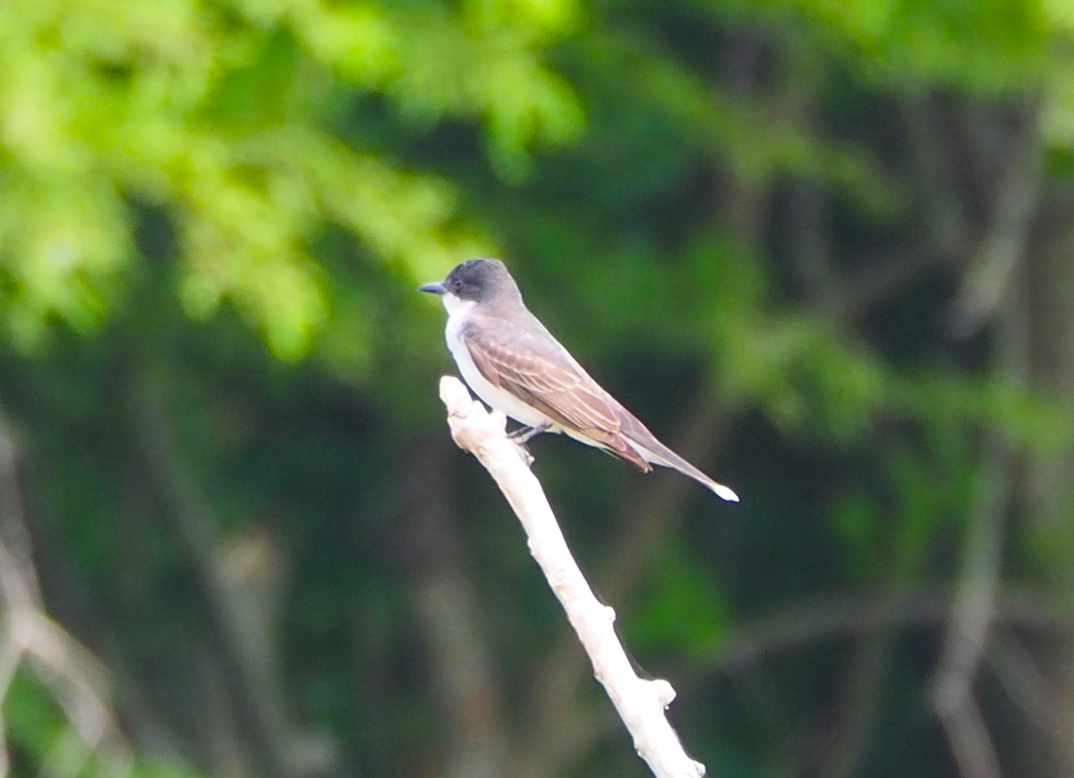 Eastern Kingbird - ML638827795