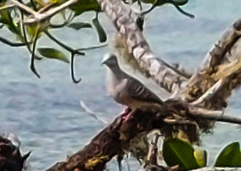 Peaceful Dove - ML638827799