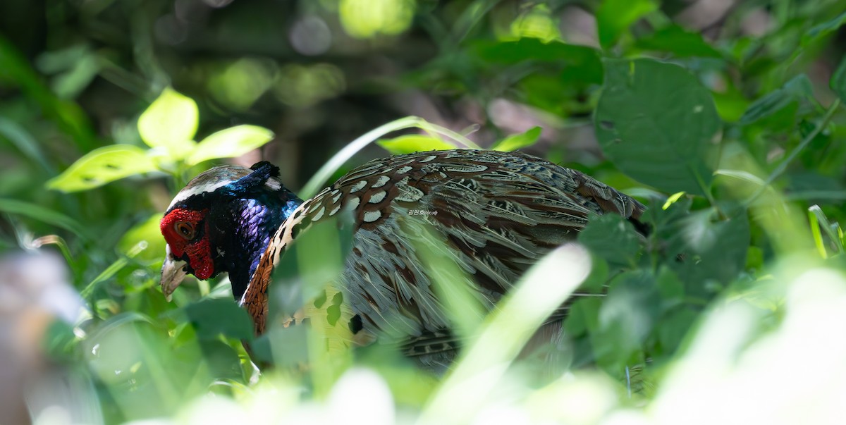 Ring-necked Pheasant - ML638827801