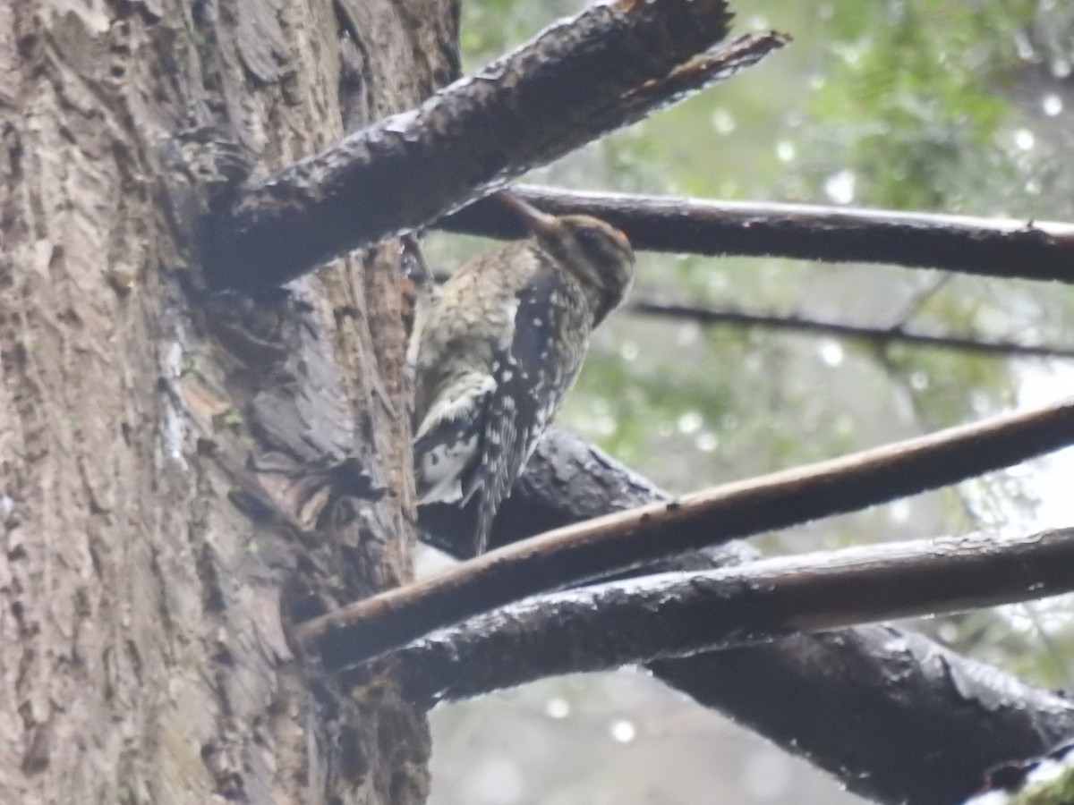 Yellow-bellied Sapsucker - ML638827803
