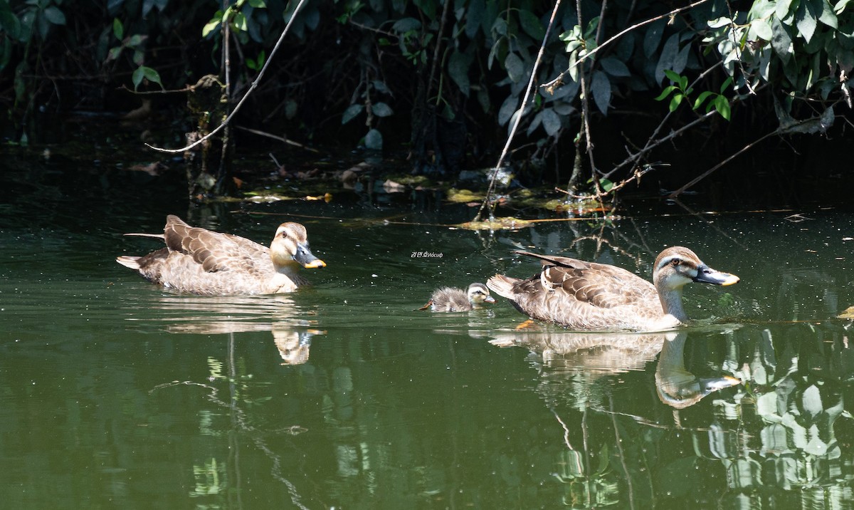 Eastern Spot-billed Duck - ML638827805