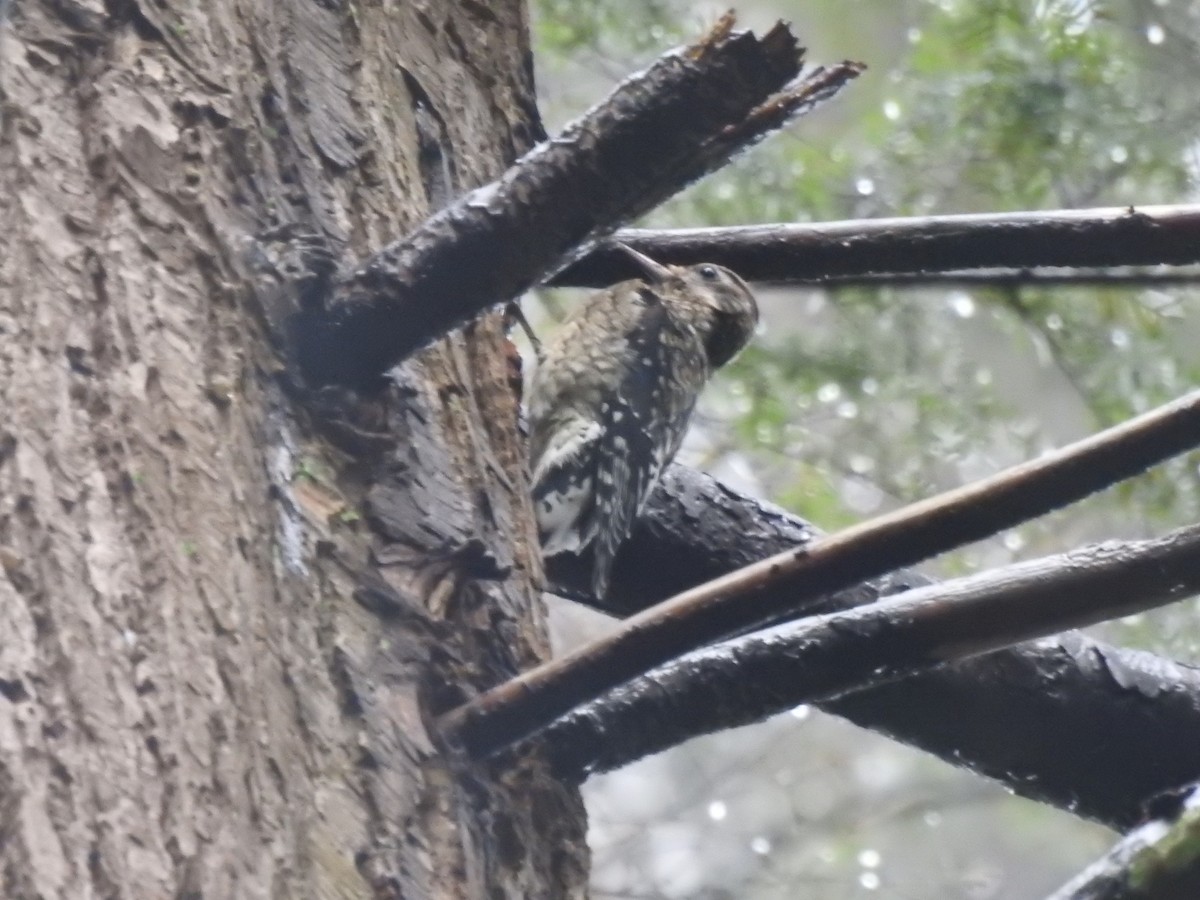 Yellow-bellied Sapsucker - ML638827808