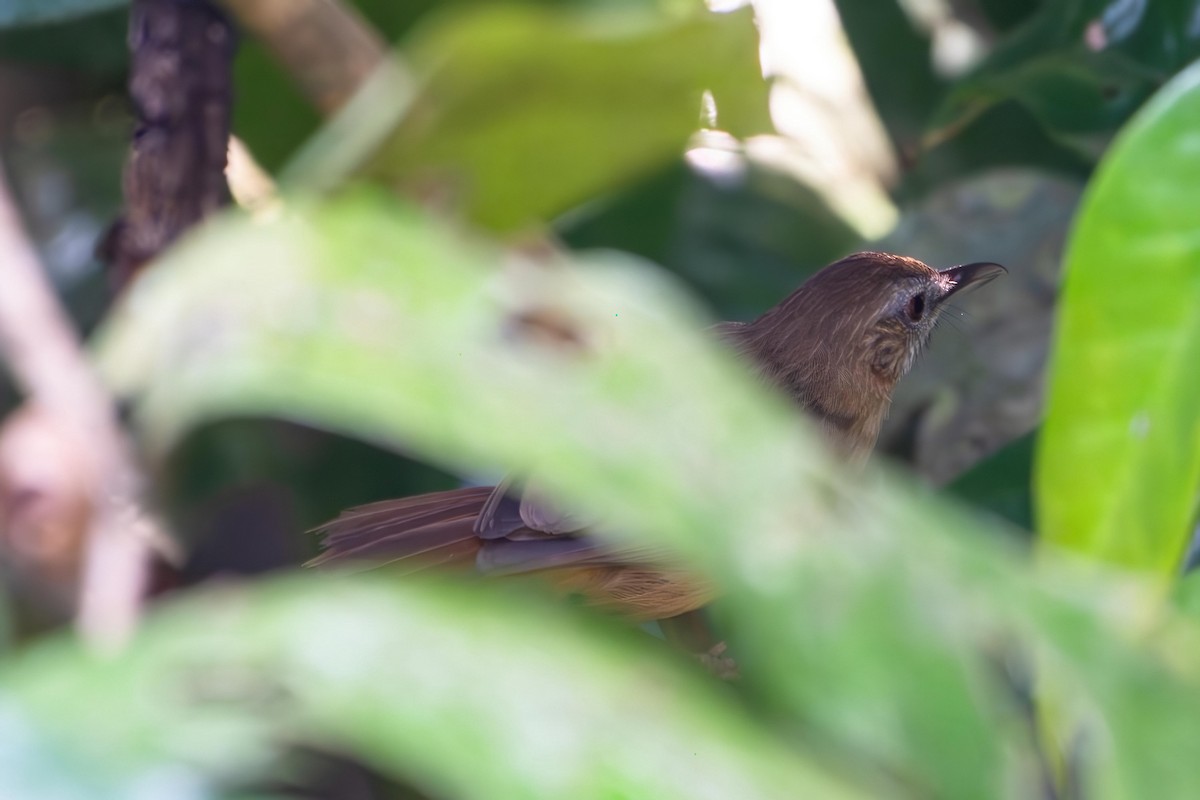 Abbott's Babbler - ML638827813