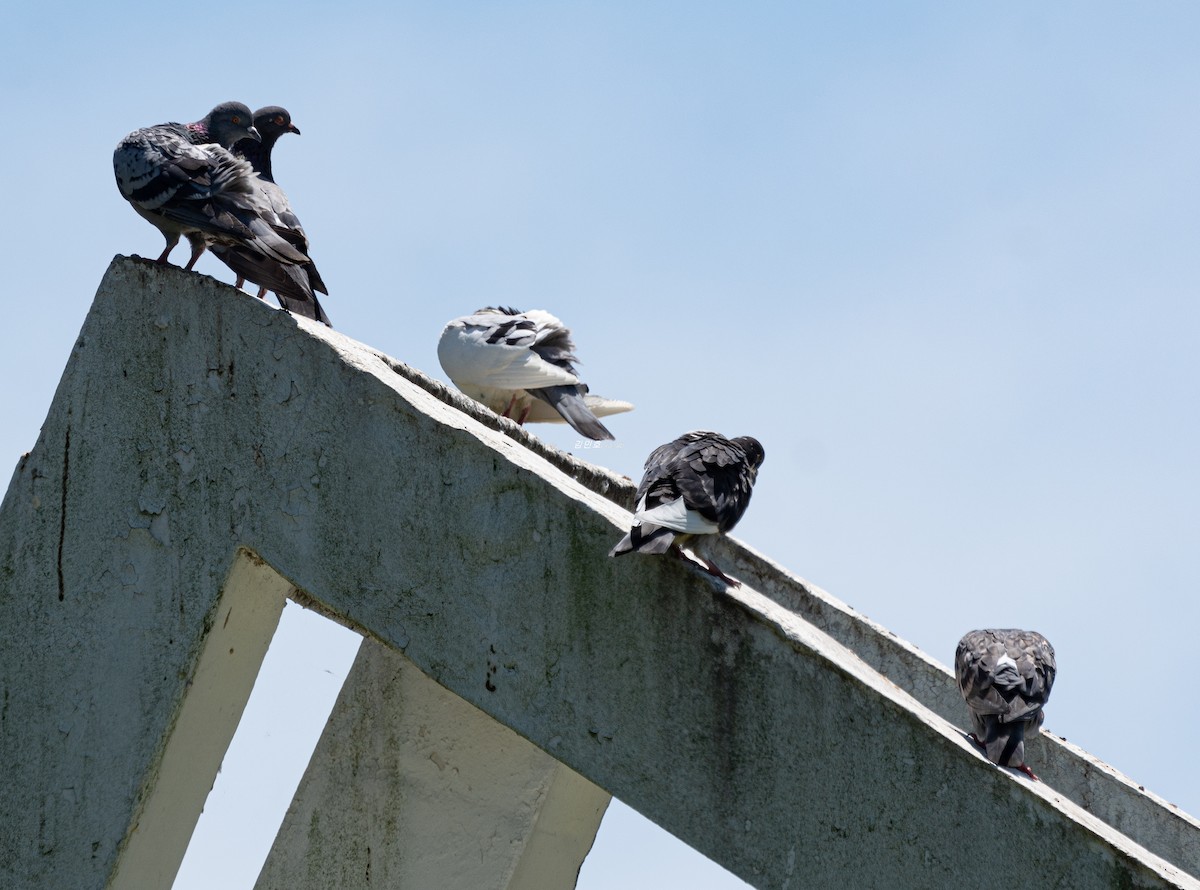 Rock Pigeon (Feral Pigeon) - ML638827814
