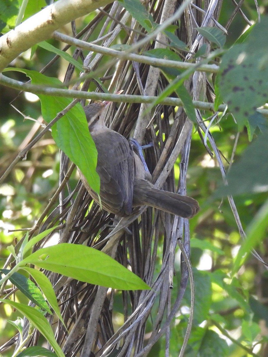 Southern House Wren - ML638827815