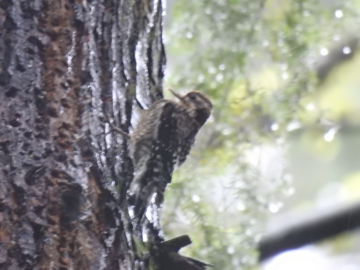 Yellow-bellied Sapsucker - ML638827817