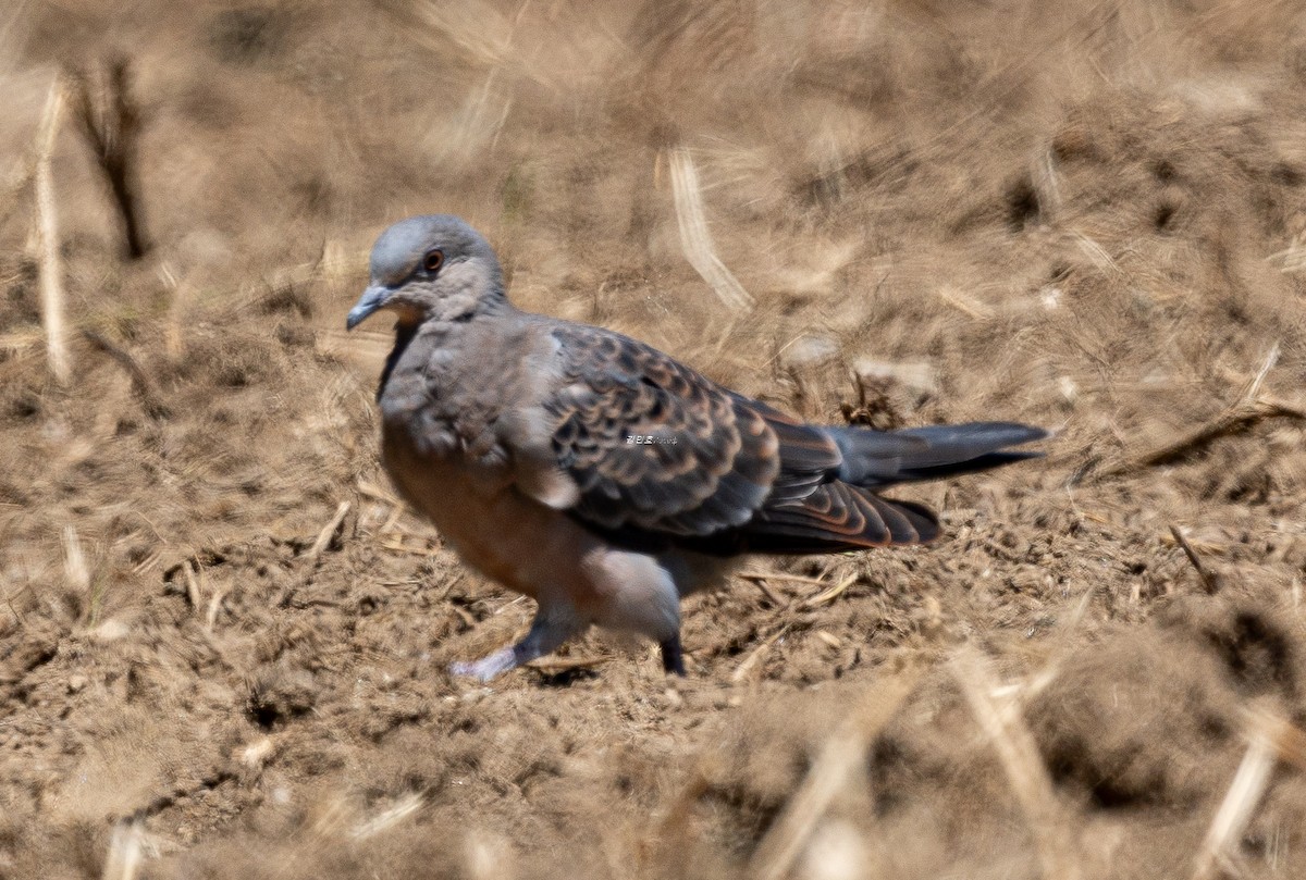 Oriental Turtle-Dove - ML638827820