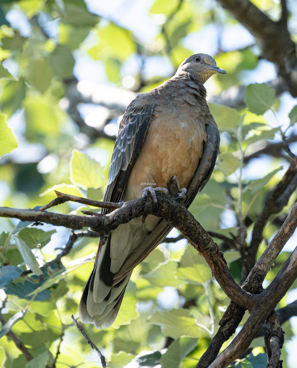 Oriental Turtle-Dove - ML638827821