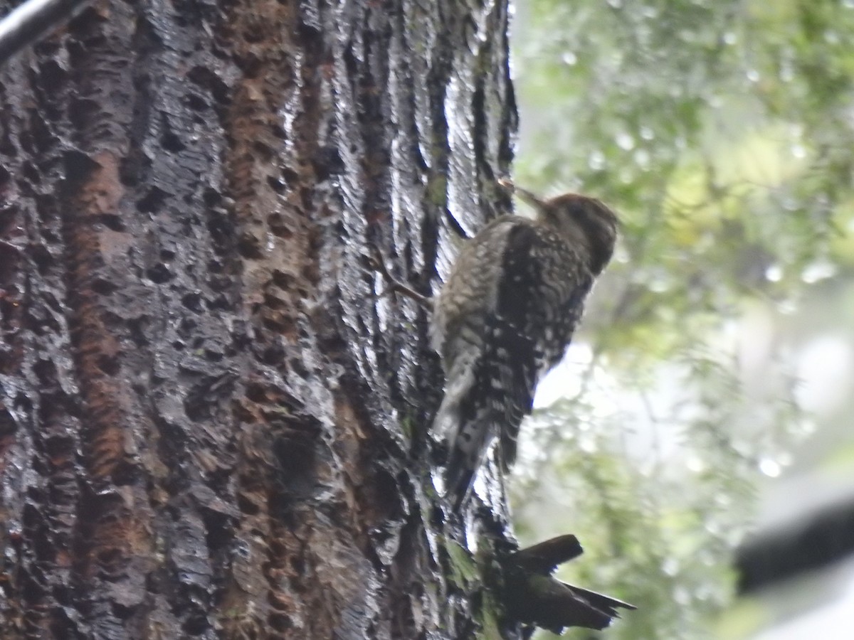 Yellow-bellied Sapsucker - ML638827822