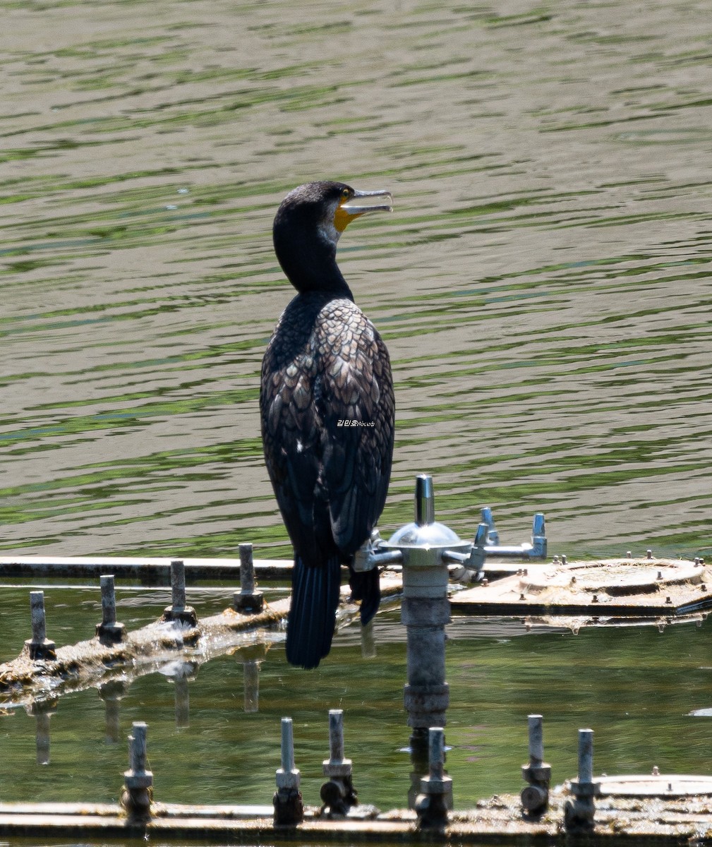 Great Cormorant - ML638827823
