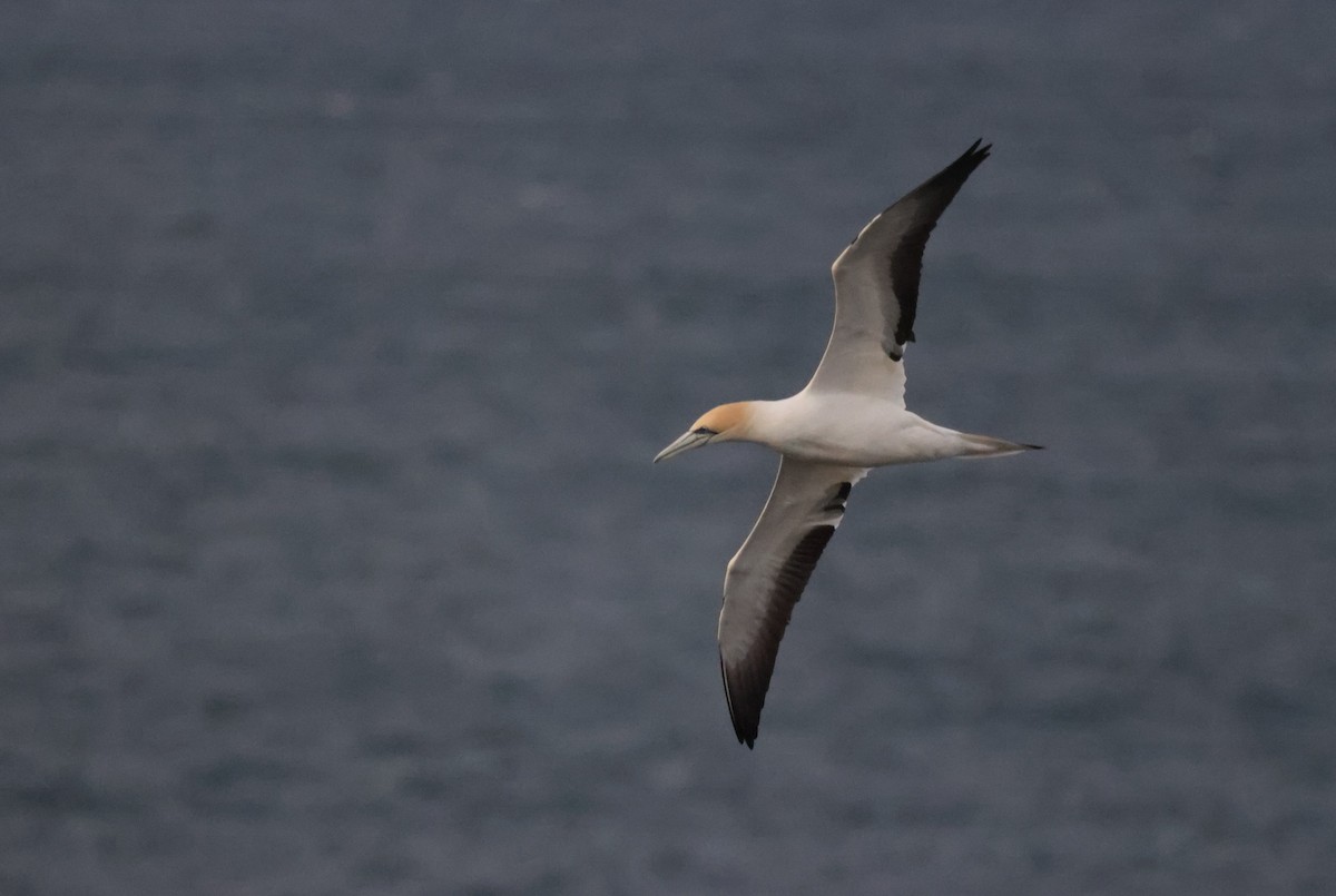 Australasian Gannet - ML638827826