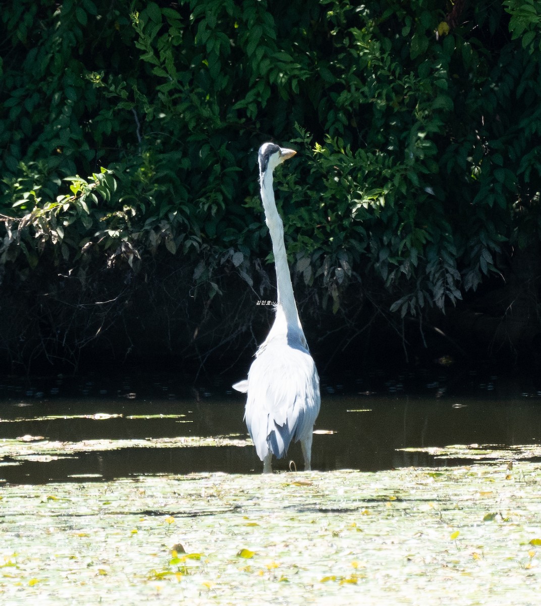 Gray Heron - ML638827827