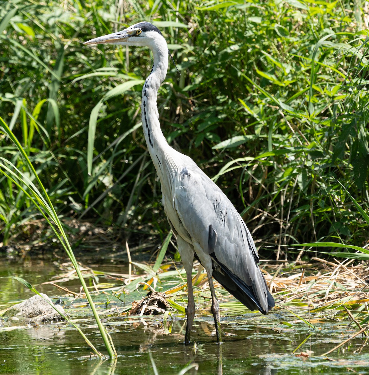 Gray Heron - ML638827828