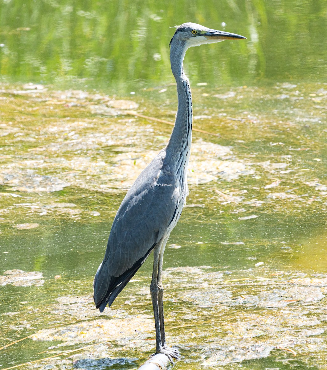 Gray Heron - ML638827829