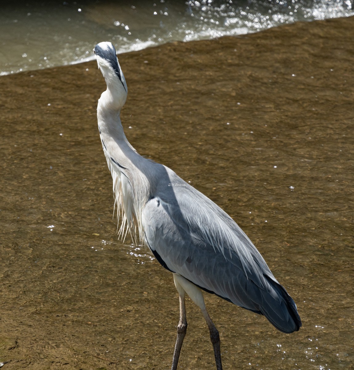 Gray Heron - ML638827830