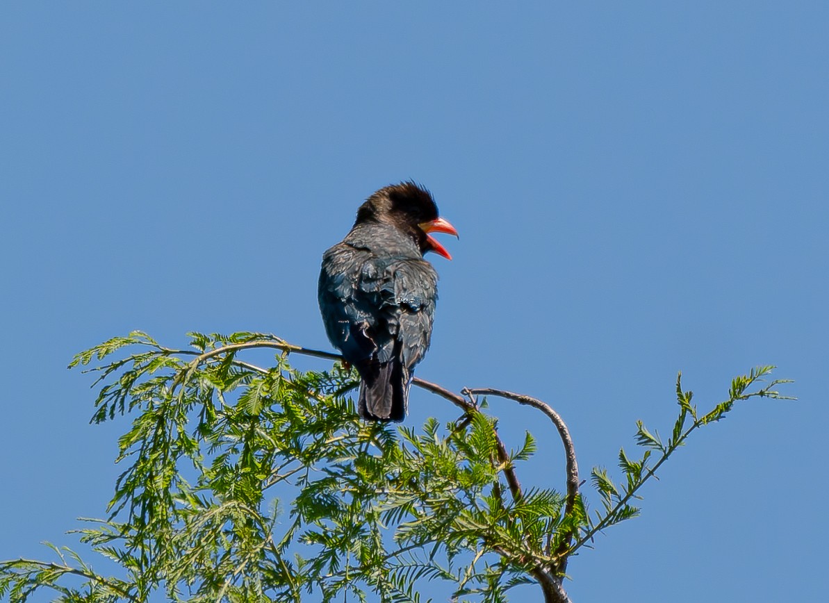 Dollarbird - ML638827832