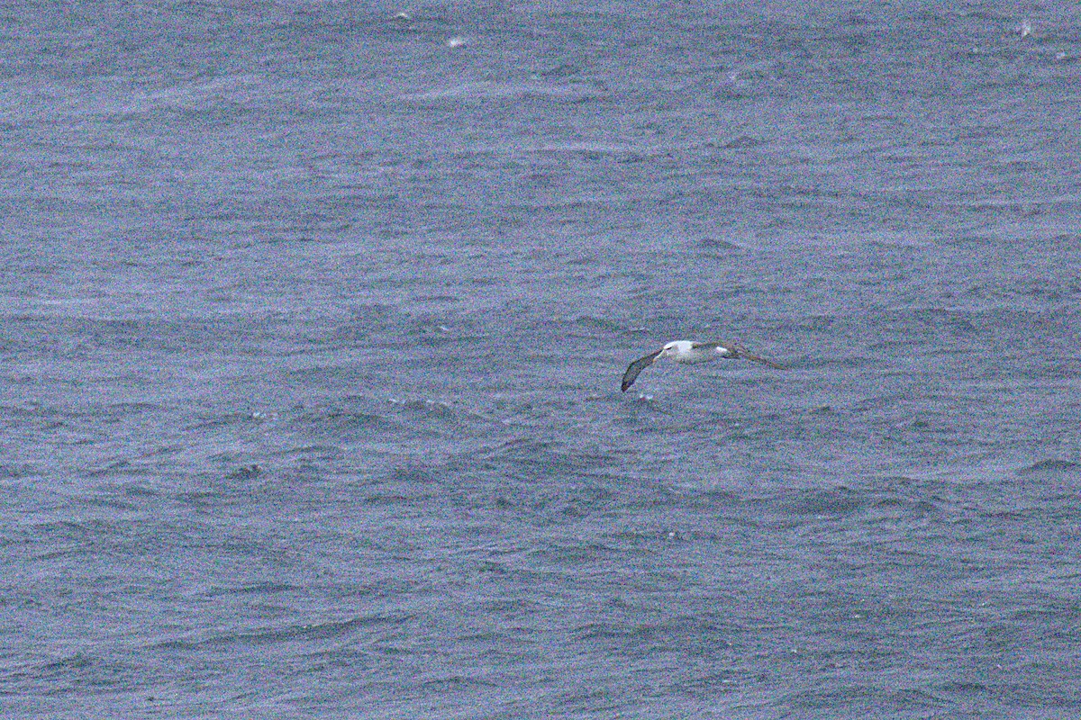 White-capped Albatross - ML638827833