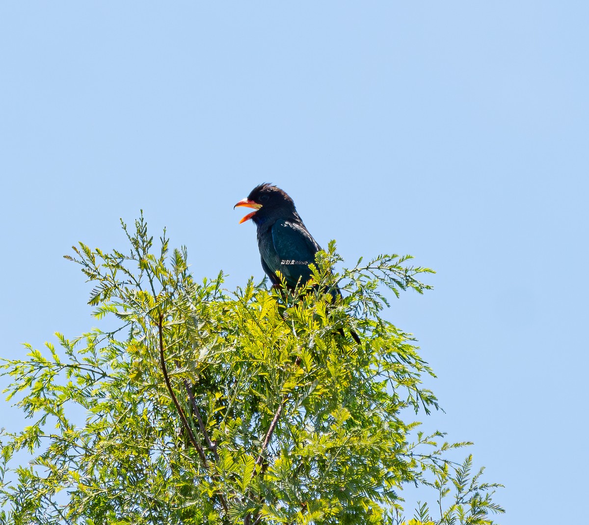 Dollarbird - ML638827834