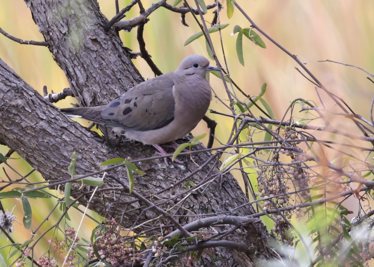 Eared Dove - ML638827846