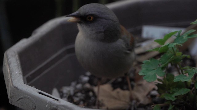 Yellow-eyed Junco - ML638827856
