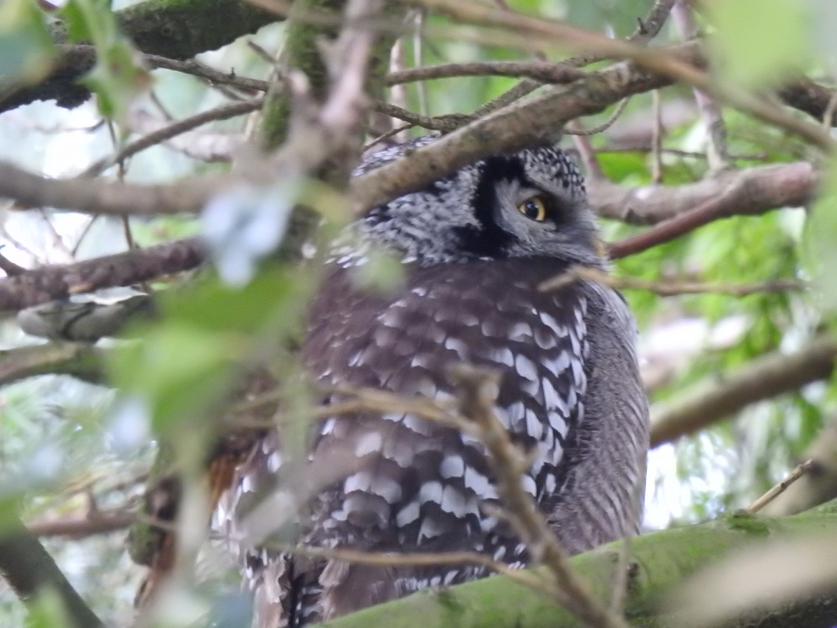 Northern Hawk Owl - ML638827858