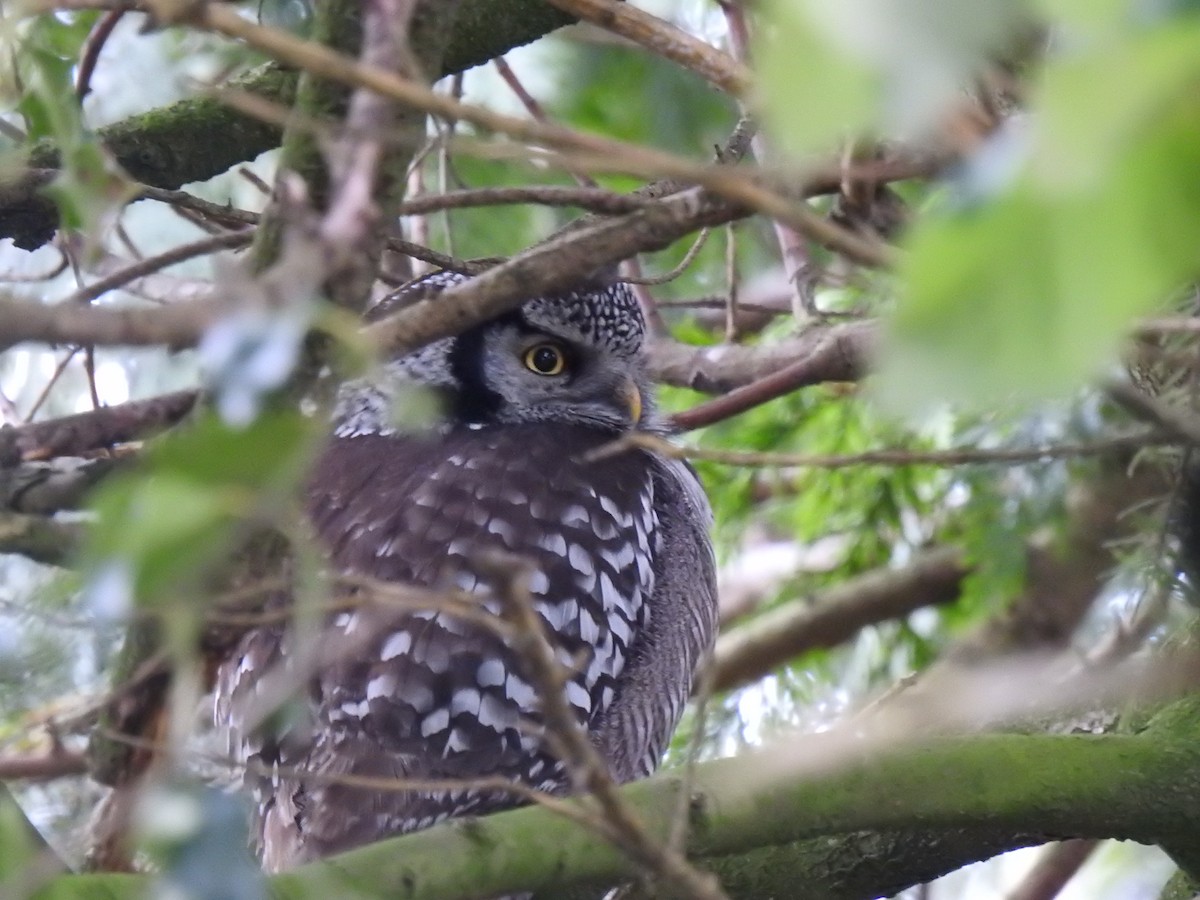 Northern Hawk Owl - ML638827863