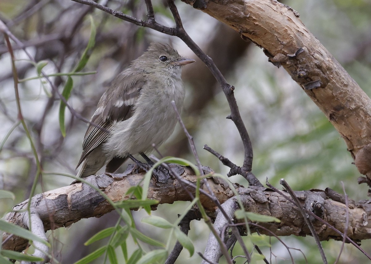 White-crested Elaenia - ML638827865