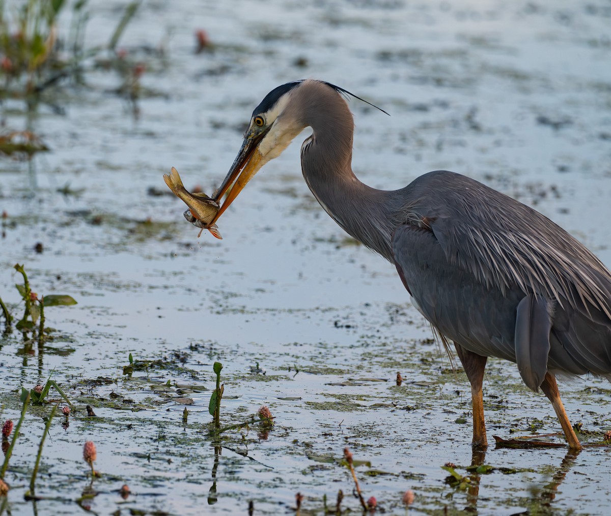 Great Blue Heron - ML638827866